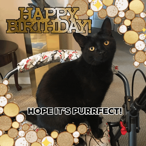 Cat Birthday Celebrate Gold GIF