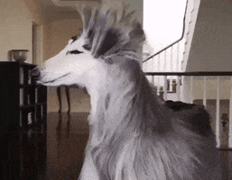 Dog GIF