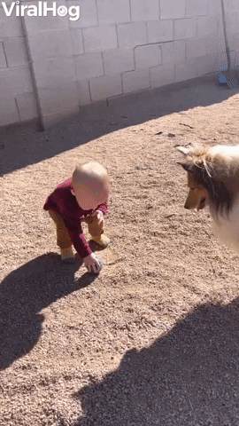 Baby Plays Ball With Pups GIF by ViralHog