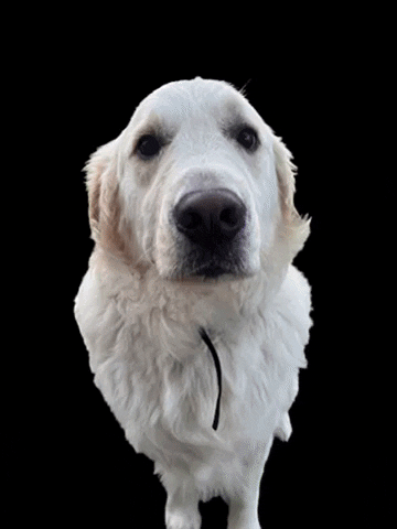 GIF by CanineRetreat_CA