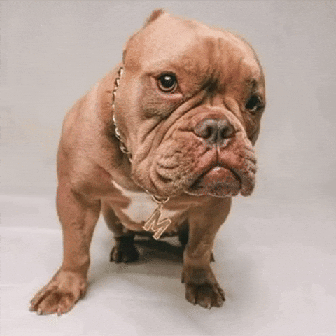 Moka GIF