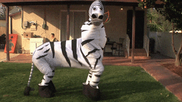 Dope Zebra GIF