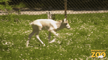 Baby Animal Running GIF by Brookfield Zoo