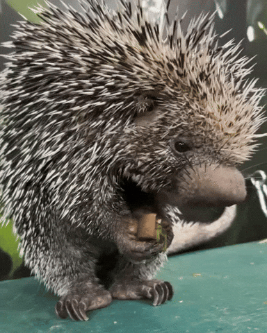 GIF by Valley Zoo Development Society