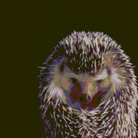hedgehog GIF
