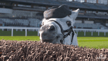 Racing Horse GIF by Ascot Racecourse
