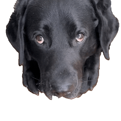 Collab Dog Training Sticker