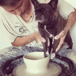 Dog Reaction GIF - Find & Share on GIPHY