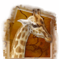 giraffe