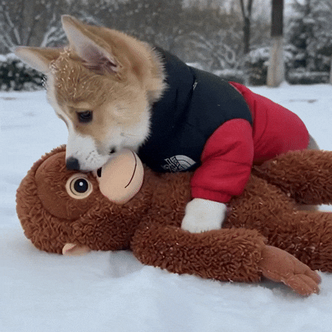 Corgi Cutecorgi GIF