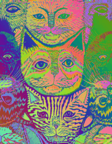 Tripping Crazy Cats GIF