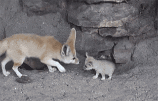 baby fox GIF
