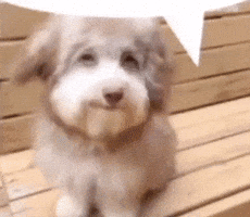 Dog Cute Shipost GIF