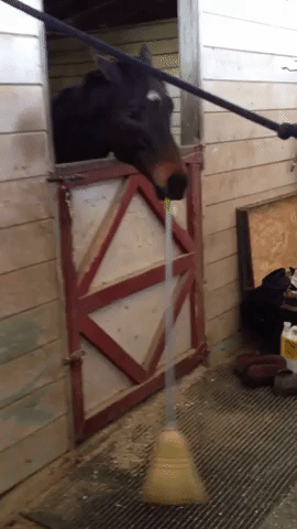 claramouilleseaux horse sweeping GIF