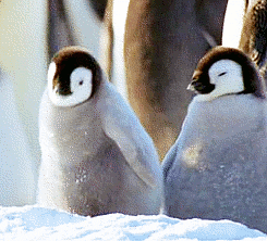 snow penguin GIF