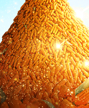 Corn GIF by IHARA