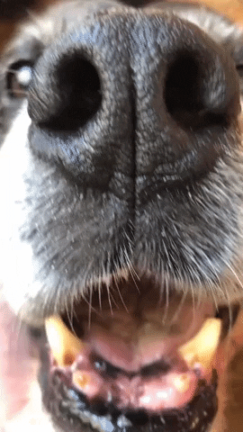 K9 Storm Inc. GIF