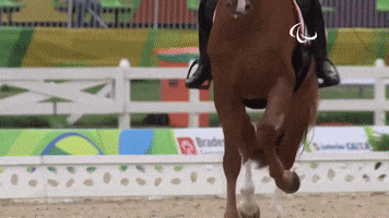 Rio 2016 Horse GIF by International Paralympic Committee