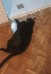 best fat cat gifs