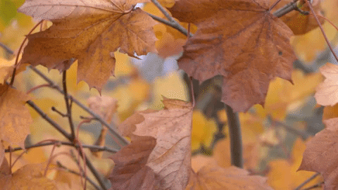 Fall Photography GIF by Met Office weather
