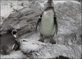 Penguin Bite GIF
