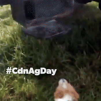 Cdnagday GIF by Ag More Than Ever