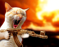 Angry Kitty GIFs - Get the best GIF on GIPHY