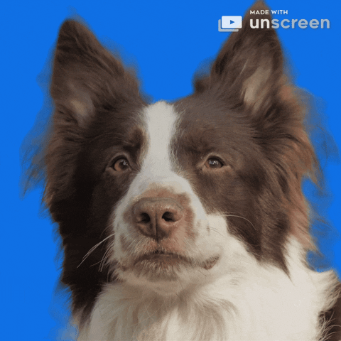 Happy Dog GIF by Unscreen