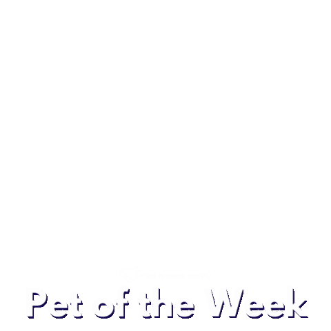 Mhs Adopt Sticker by maui humane society