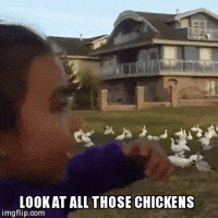 Moana Chicken Gifs Get The Best Gif On Giphy Moana Chicken Gifs Get The Best Gif On Giphy