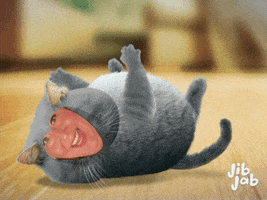 Happy Fat Cat GIF by Hello Media