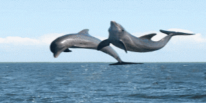 dolphins