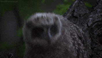 wild russia owl GIF by Head Like an Orange
