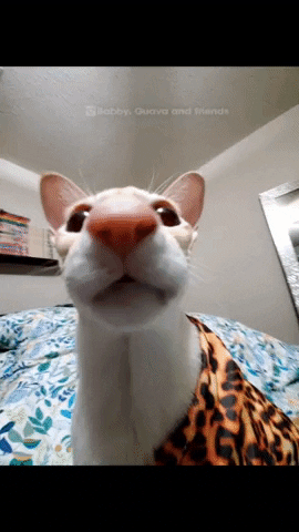 Oriental Shorthair Cat GIF