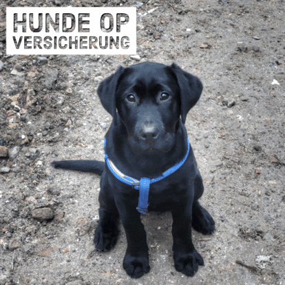 Pferdversichert GIF