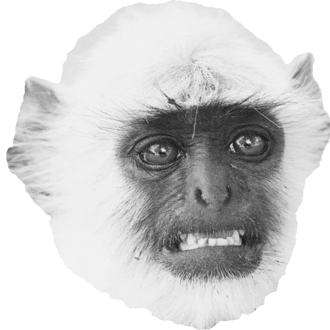 Animated Sticker