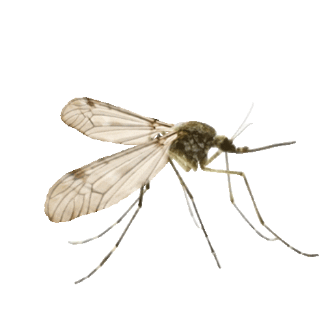 Fly Flying Sticker