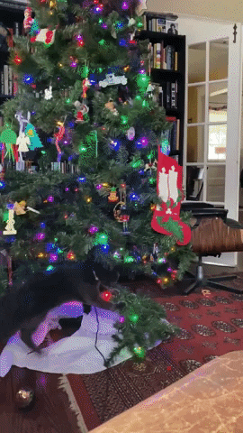 Merry Christmas Cat GIF by Storyful