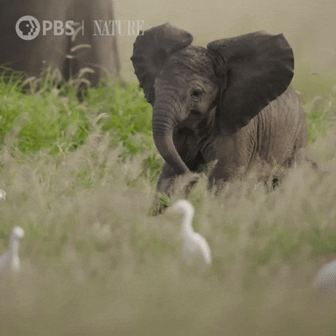 Pbs Nature Run GIF by Nature on PBS