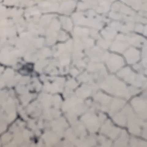 danorst  GIF