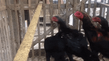 Confusion Chickens GIF