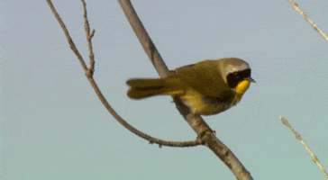 Common Yellowthroat Bird GIF by U.S. Fish and Wildlife Service
