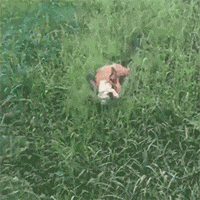 dog rolls rolling GIF by HuffPost