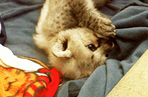 200.gif