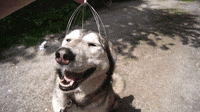 happy dog GIF