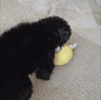 Dog Toy GIF