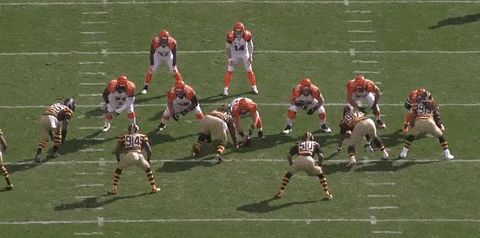 bengals