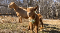 Newborn Goats Explore Outdoors With Mom