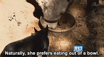 hungry animal rescue GIF by HuffPost