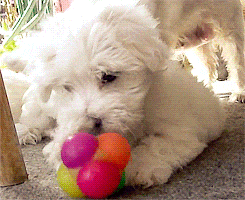 puppy maltese GIF
